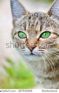 猫咪成年在线视频,在线视频捕捉成长瞬间