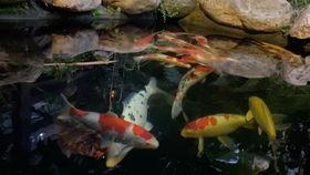 锦鲤在线视频,揭秘网络红鱼的魅力与影响力