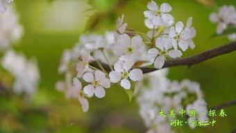 校园春色 在线视频直播