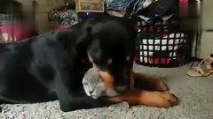 舔舔你在线视频,揭秘网络热门视频背后的故事