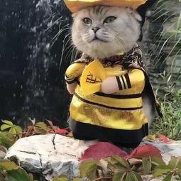 老猪哥影院在线视频,海量在线视频，畅享影视盛宴