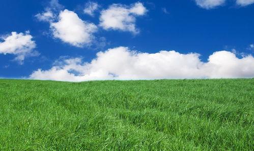 97青草永久在线视频,97青草永久在线视频深度解析