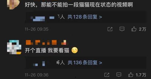 喵咪在线视频播放,萌宠瞬间，治愈你的心灵