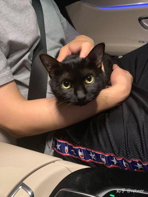 黑猫h在线视频,揭秘神秘在线视频背后的故事