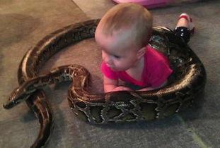 蟒蛇在线视频观看免费