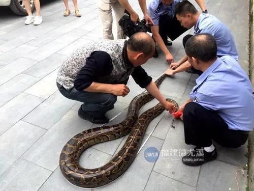 蟒蛇在线视频观看免费