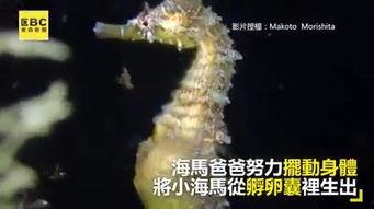 海马在线视频观看,探索海洋生物的奇妙世界