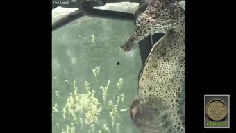 海马在线视频观看,探索海洋生物的奇妙世界  第3张